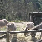 Del Nobile